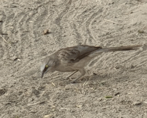 Sparrows
