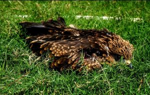 Black Kites The Okhla Times