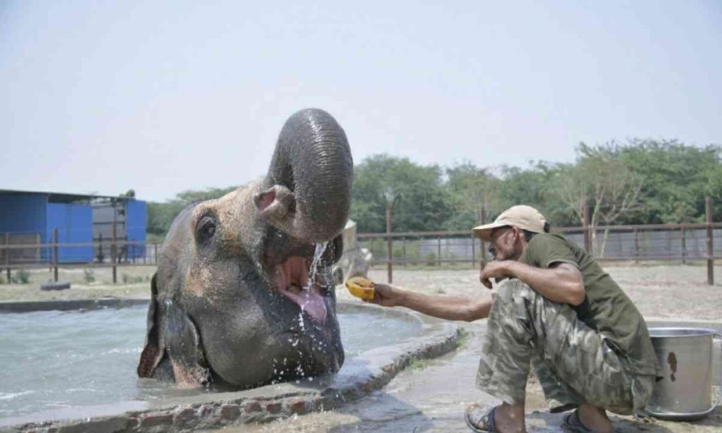 Wildlife