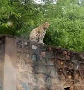Screengrab from a viral fake video claiming leopard sighting in Ghaffar Manzil.
