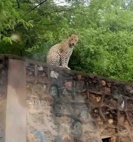Screengrab from a viral fake video claiming leopard sighting in Ghaffar Manzil.