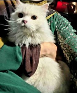 Missing Cat found